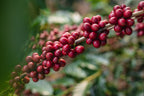 Espresso Blend
