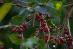 Ethiopia Yirgacheffe