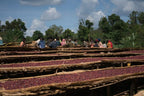 Ethiopia Yirgacheffe