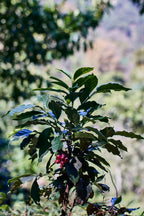 Guatemala