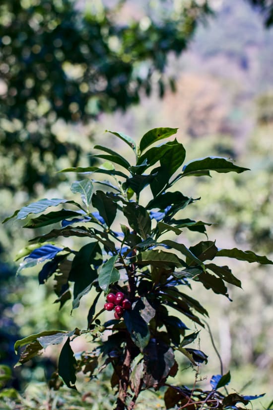 Guatemala