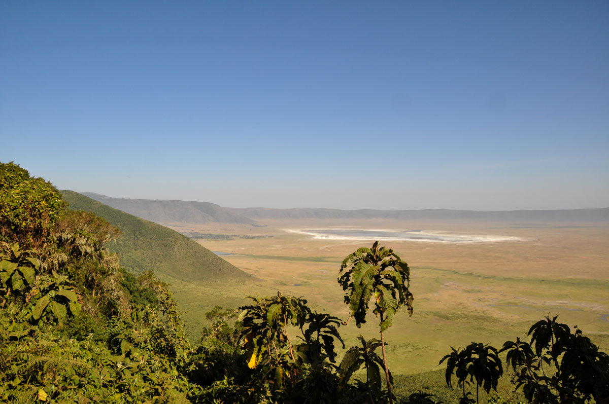 Tanzania Peaberry Plus