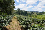 Tanzania Peaberry Plus