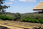 Tanzania Peaberry Plus