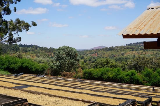 Tanzania Peaberry Plus